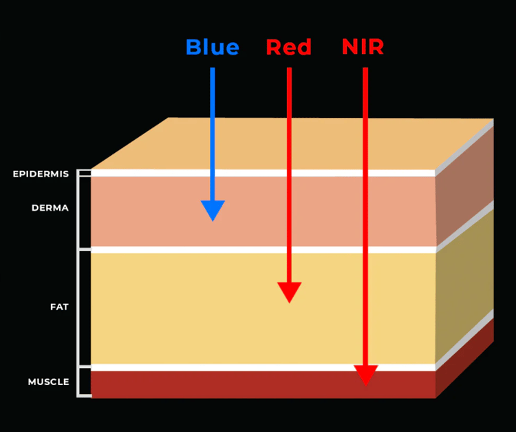 How diff wavelengths interact with the body-1