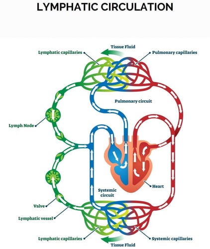 Lymphatic Circulation 1 Lymphatic Circulation 1