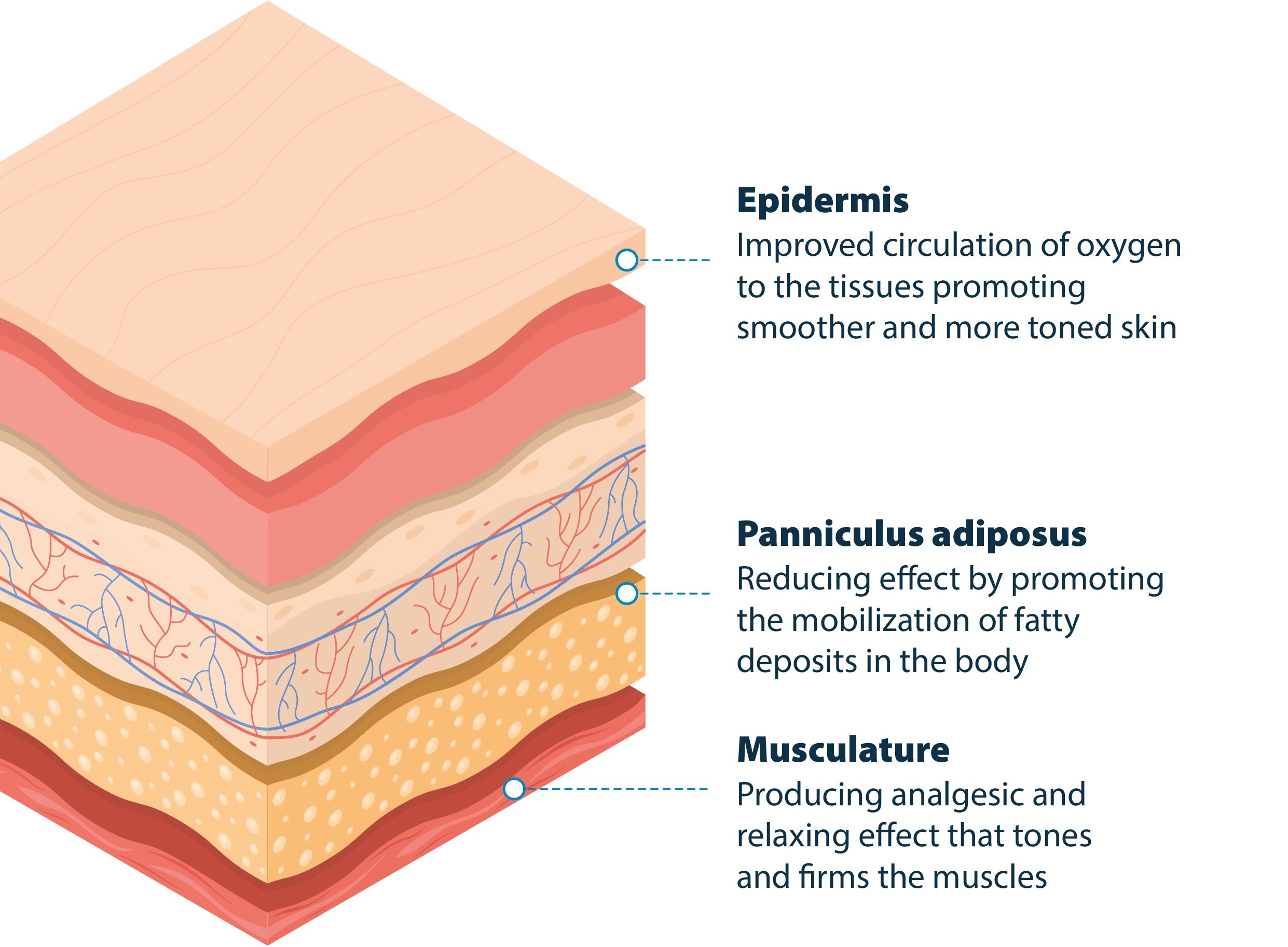 Three Levels of Tissue - Final 1 Three Levels of Tissue - Final 1