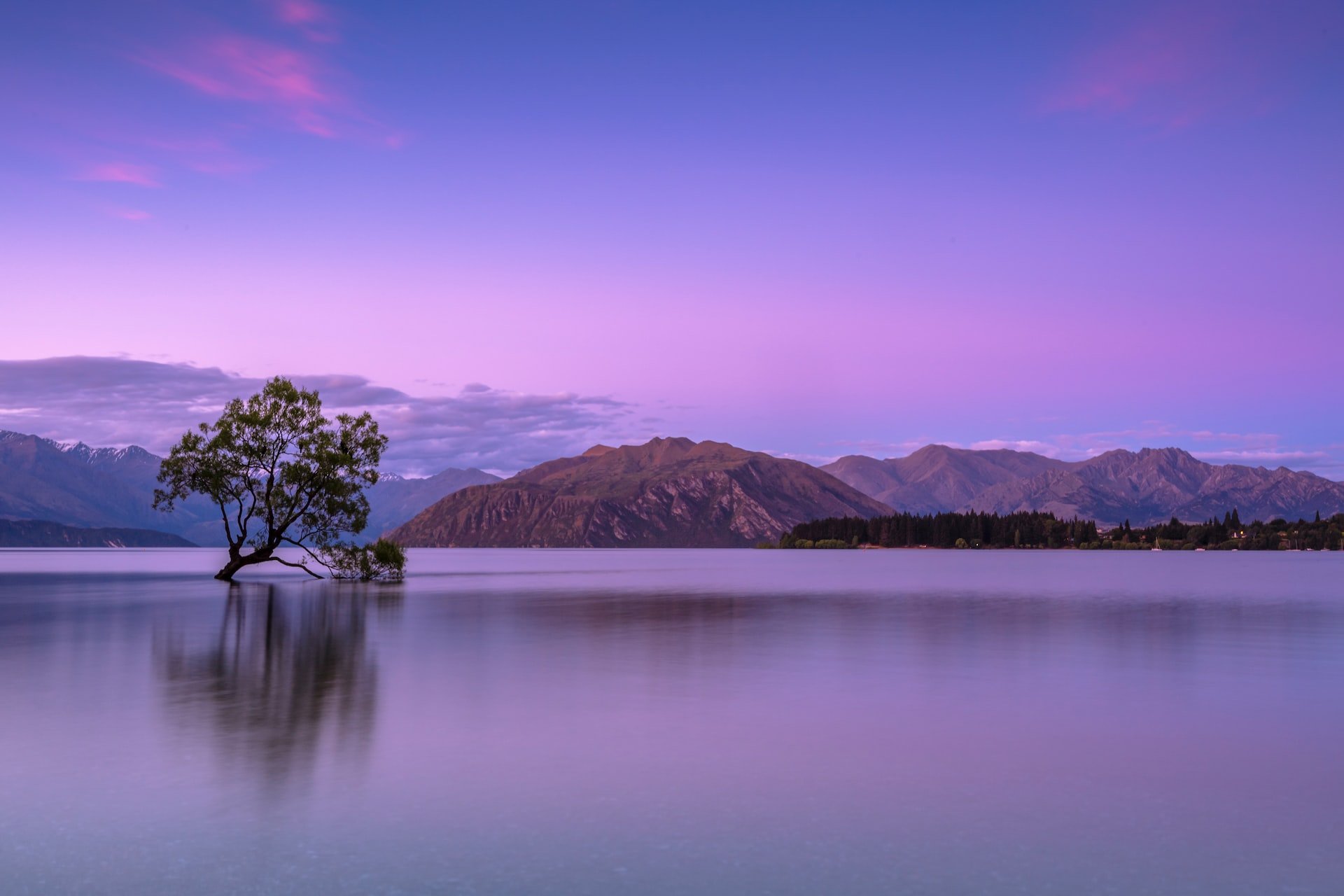 a tree sitting calmly on the water