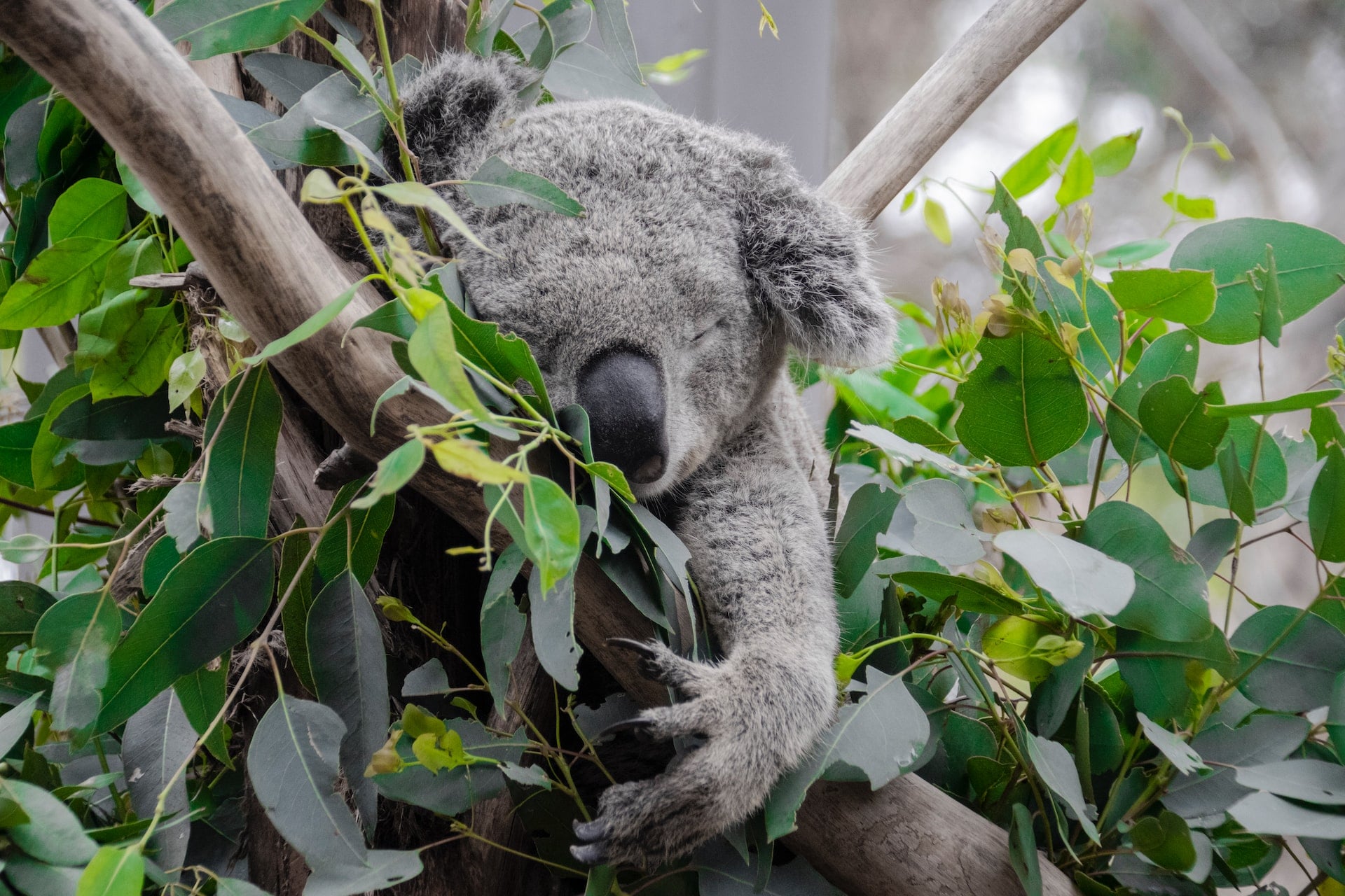 A koala sleeping in a tree improving his sleeping pattern