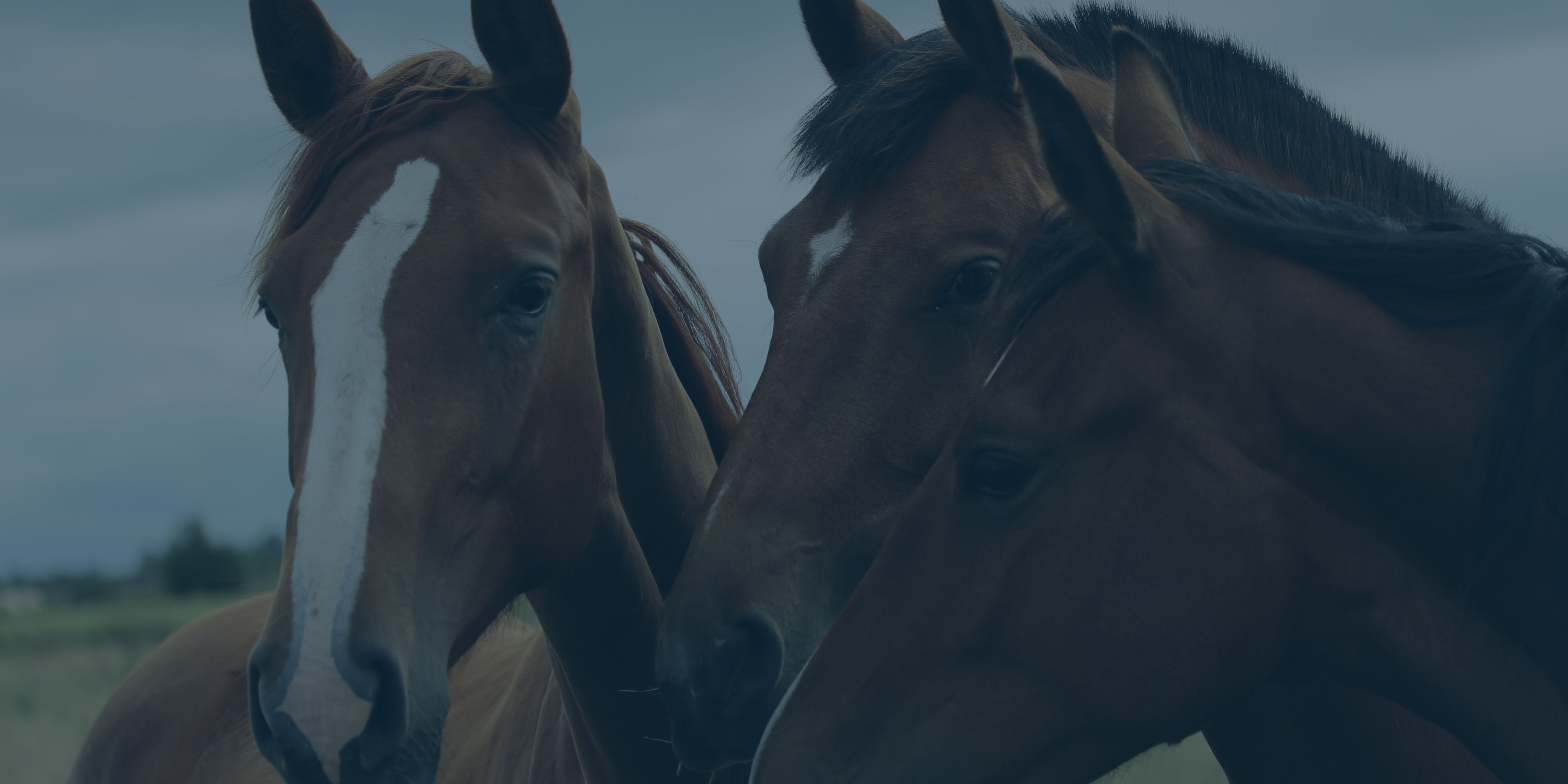 Horse 1 Horse 1