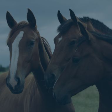 Horse 2