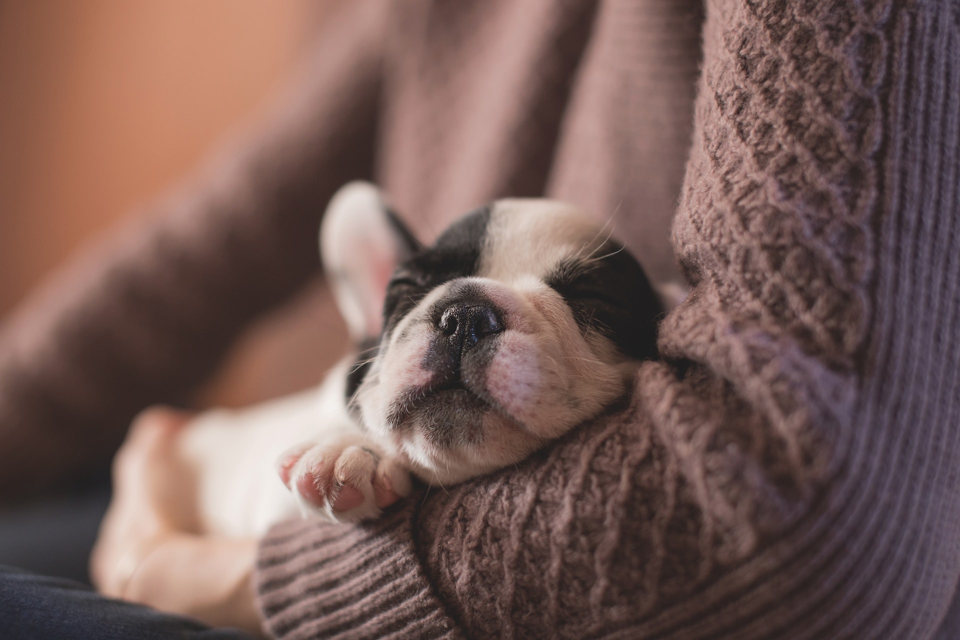 A puppy in a deep sleep in his owner's arms