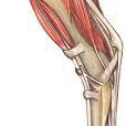 Musculature Musculature